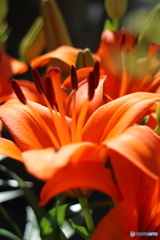 街の花