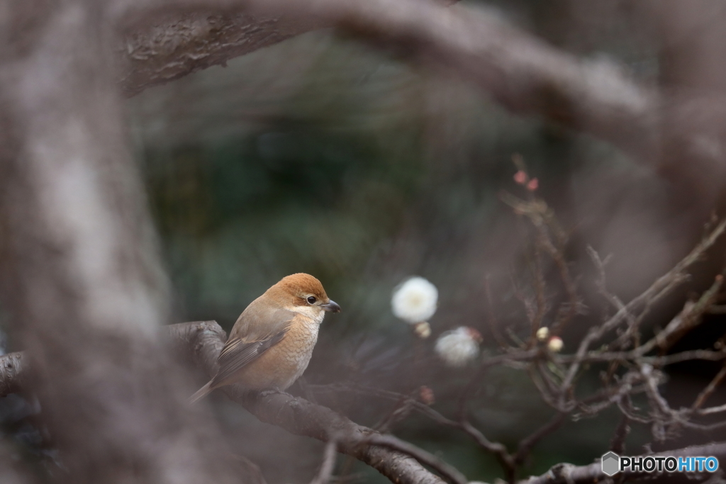 野鳥