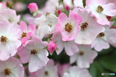 街の花