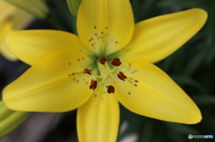 街の花