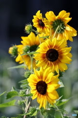 街の花