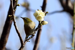 野鳥