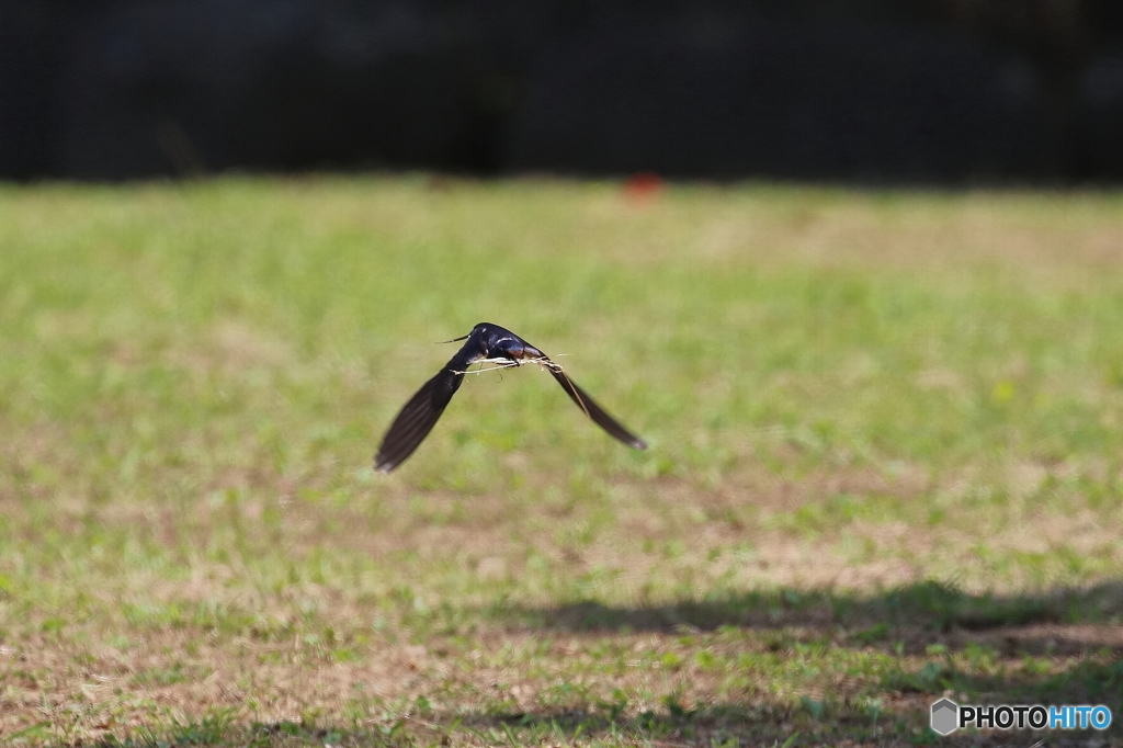 野鳥