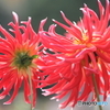 園の花