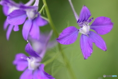 街の花