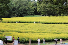 園の花