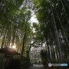 竹林