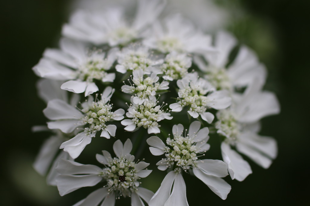 街の花