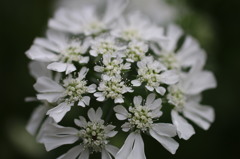 街の花