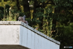 野鳥