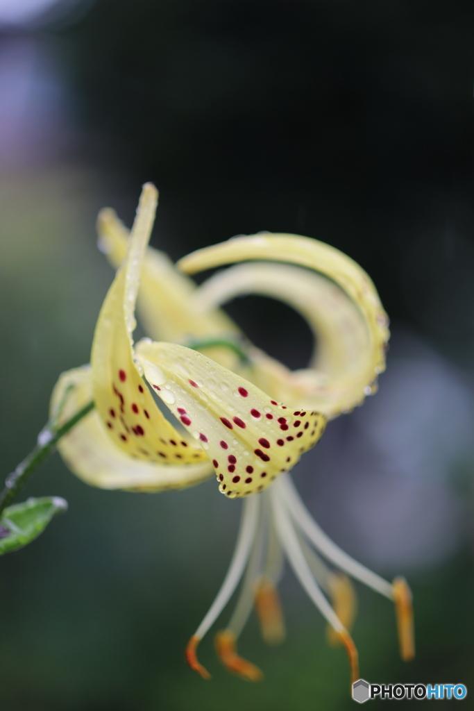 街の花