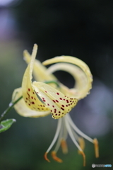 街の花