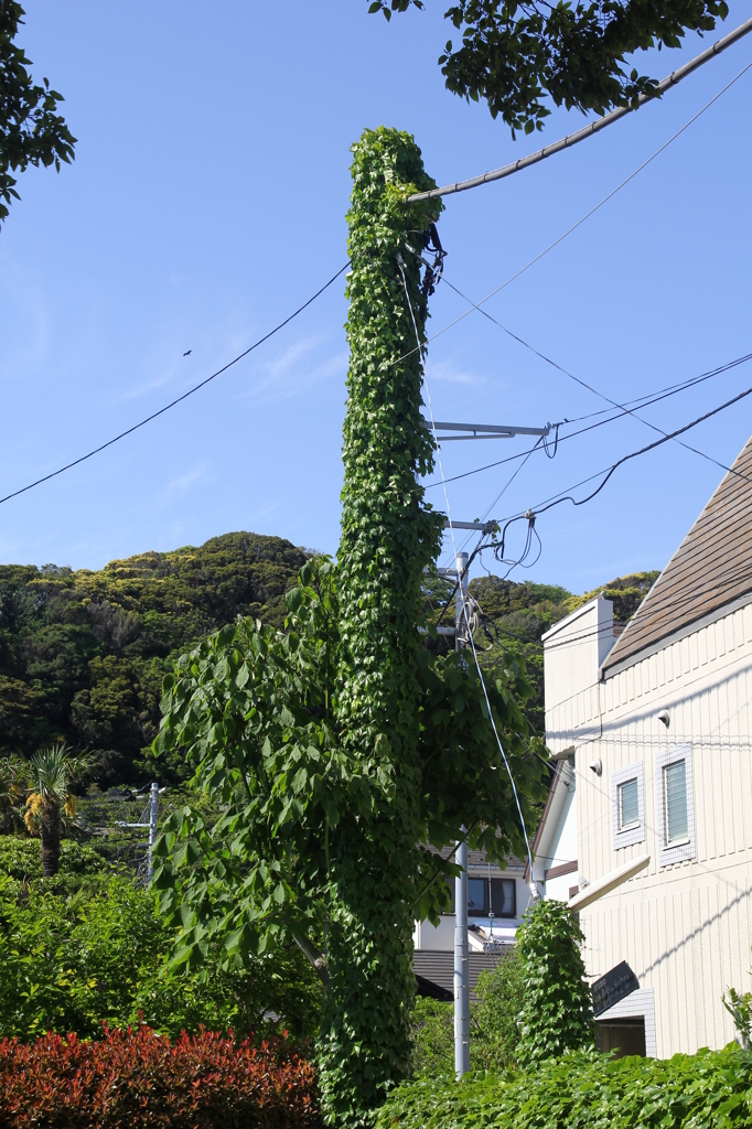 江ノ電沿線散策