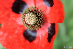街の花