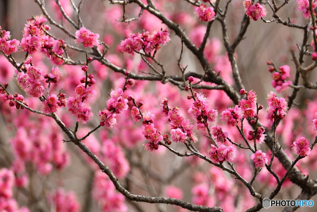 園の花