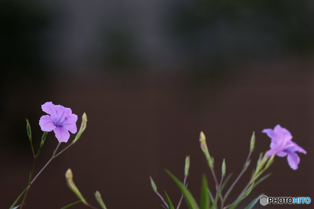 街の花