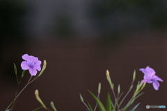 街の花