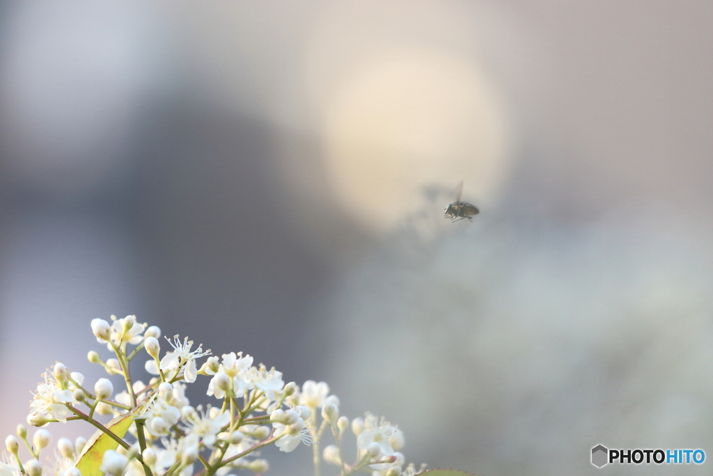 街の花