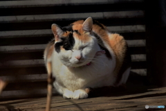 近所の大猫