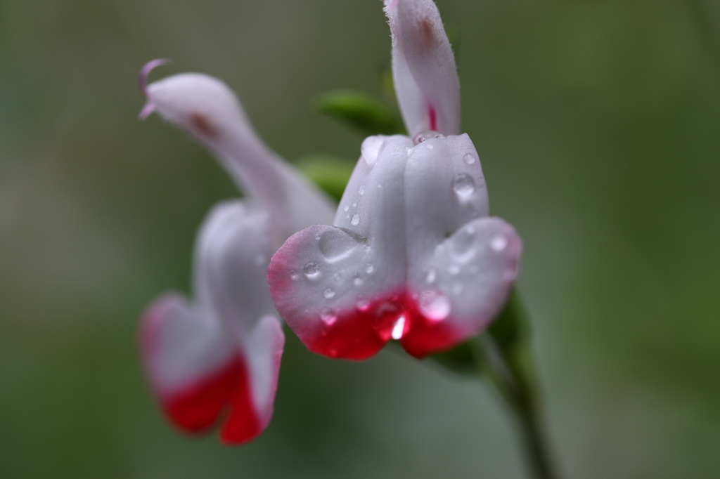 街の花