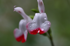 街の花