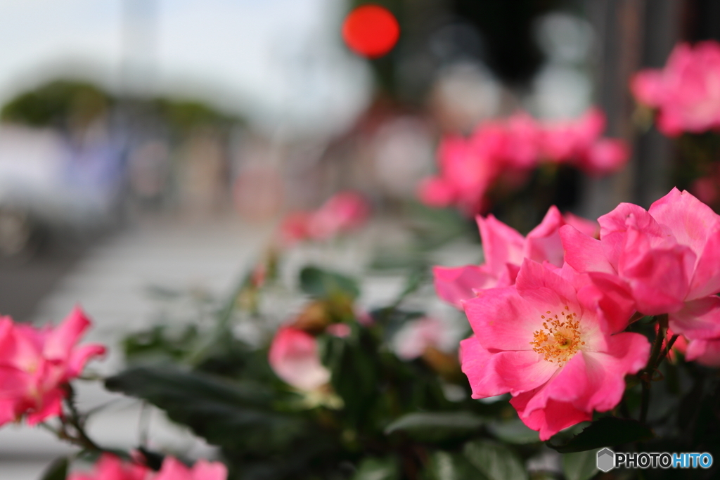 街の花