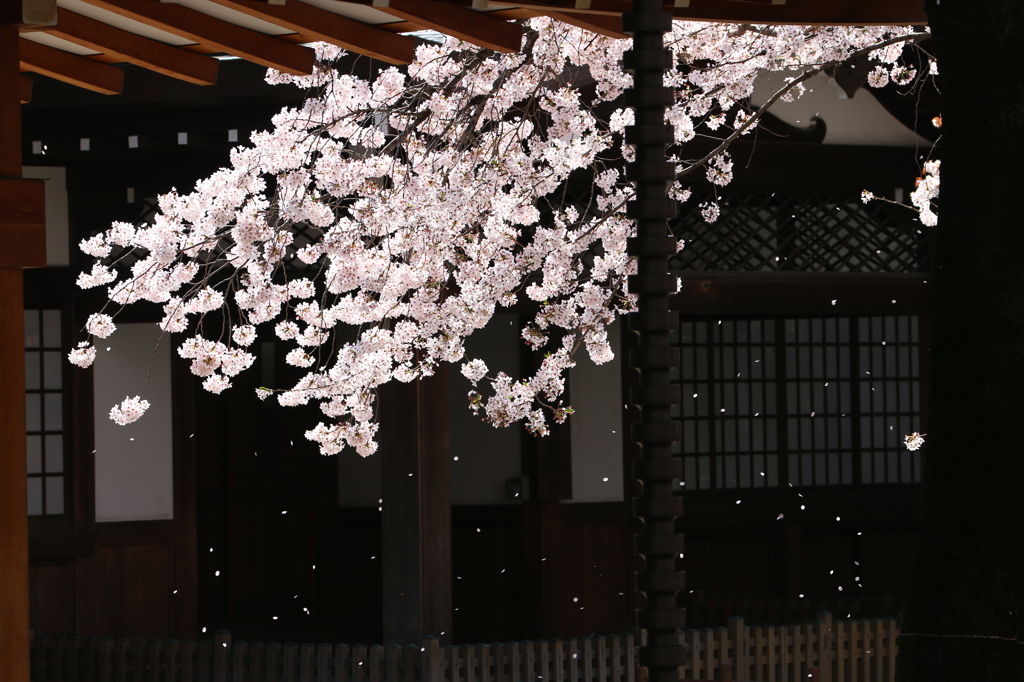 桜