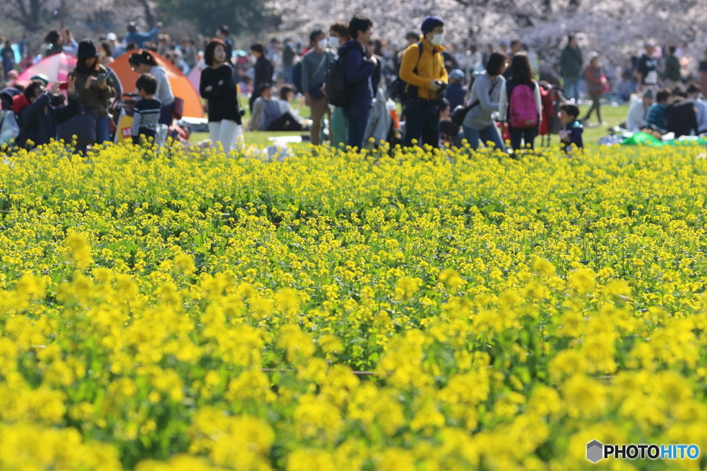 菜の花畑