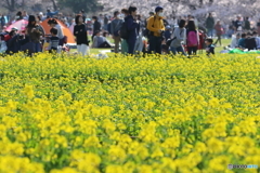 菜の花畑