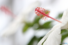園の花