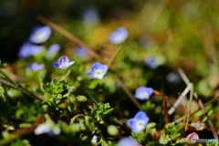 街の花