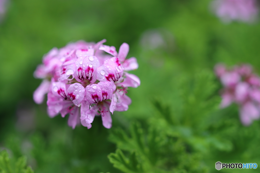 街の花