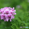 街の花