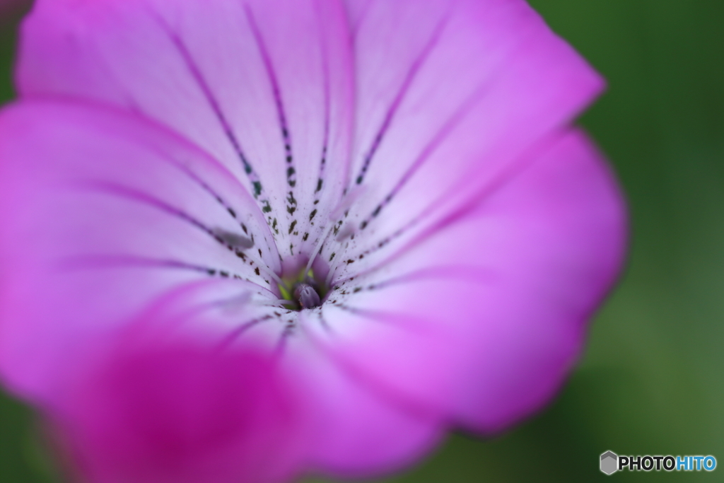 街の花