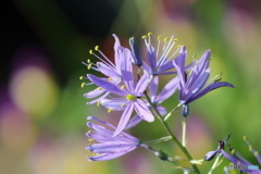 街の花