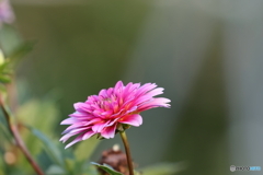 街の花