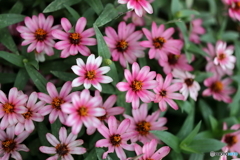 街の花