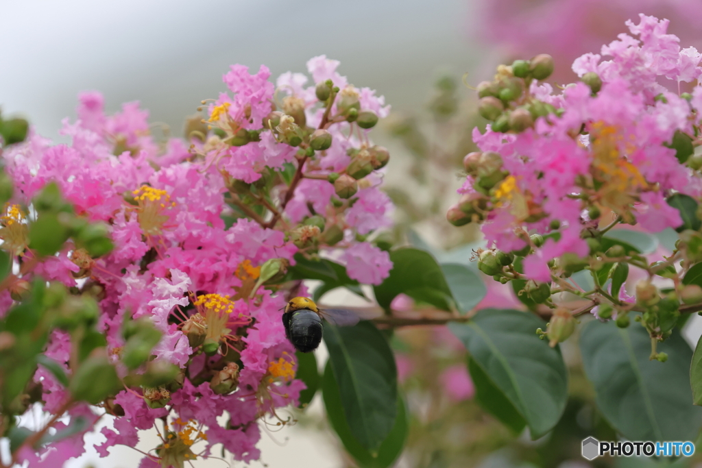 街の花