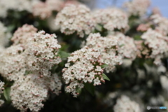 街の花