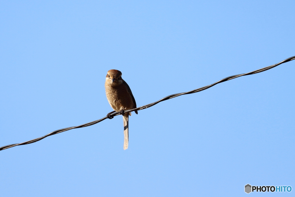 野鳥