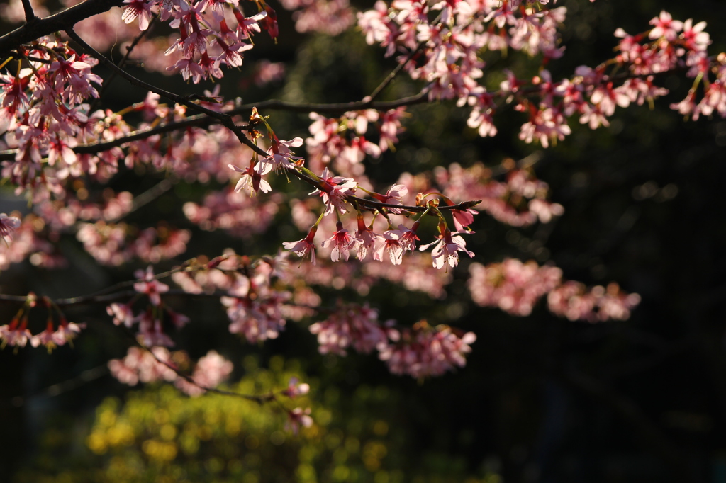 桜