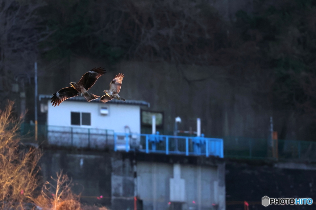 野鳥