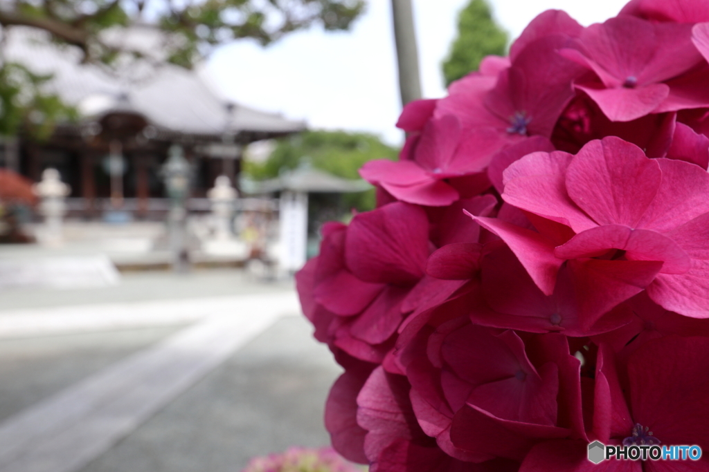 街の花