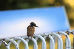 野鳥