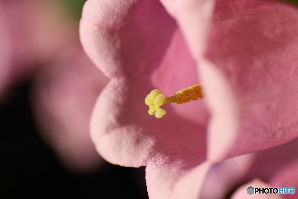 街の花