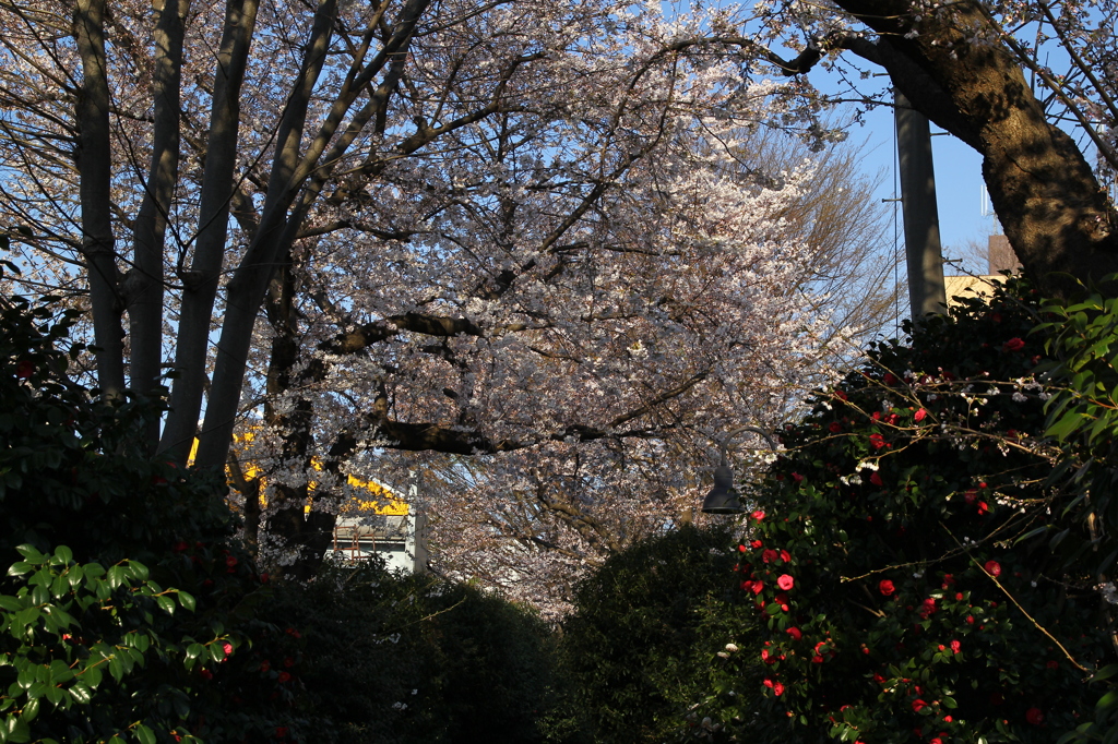 遊歩道の花