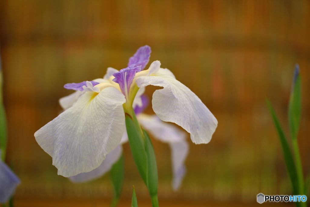 花菖蒲