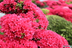 街の花