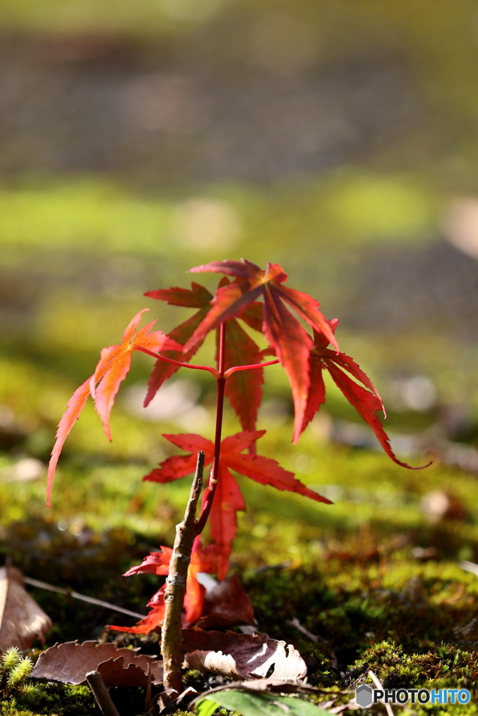 相模湖