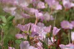 街の花